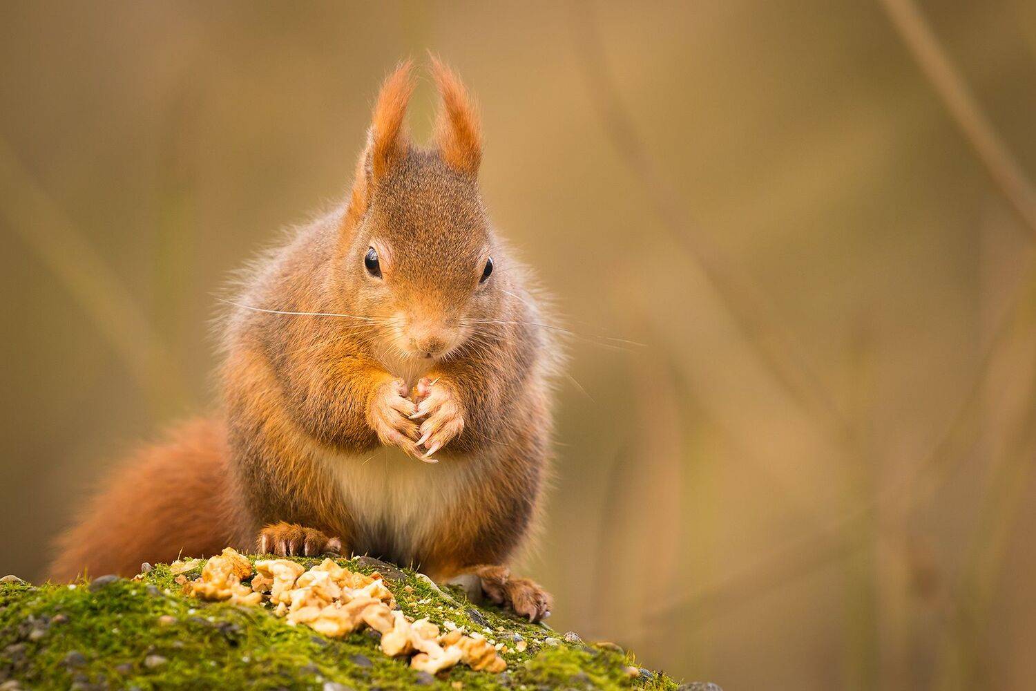 , Robert Adamec