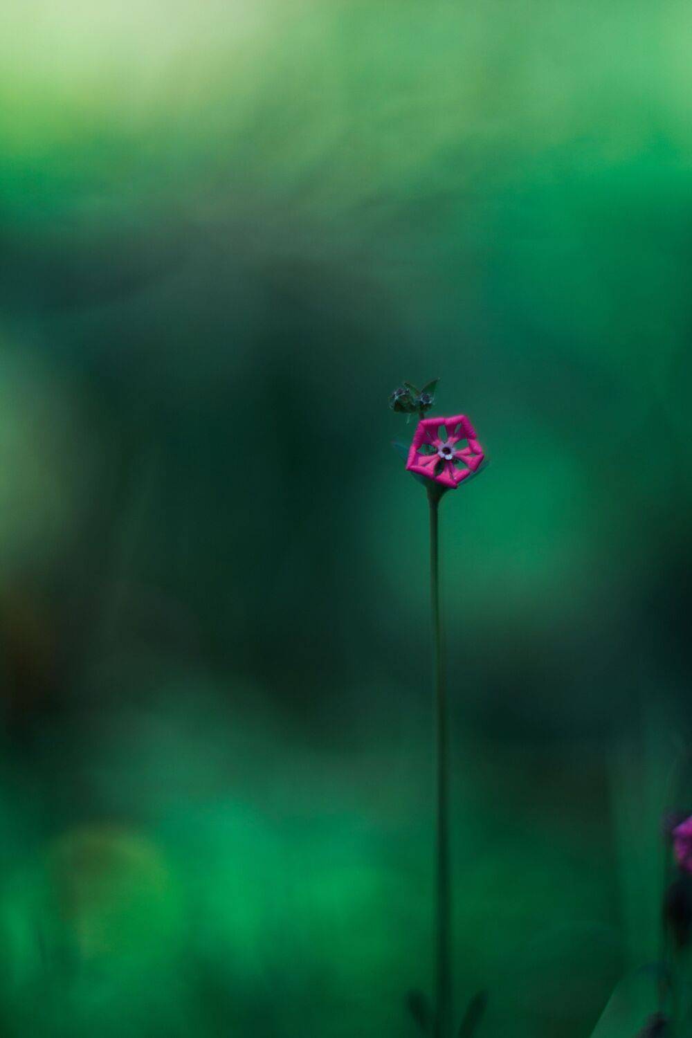 green,bokeh,zenit,helios,85mm,flowers,nature,light,dark,green,pink,, Борислав Алексиев