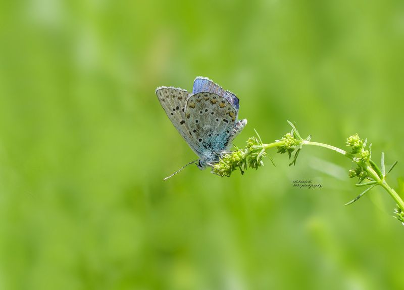 #butterfly #amazing #instagram #color #colorful #autumn #nature #background #paint #art #love #lovely #500px #photography #photographer #picoftheday #photooftheday #macro #macrophotography #lumixfz300 #anjoman_aj #hubs_united #closeup #naturephotography # blue фото превью