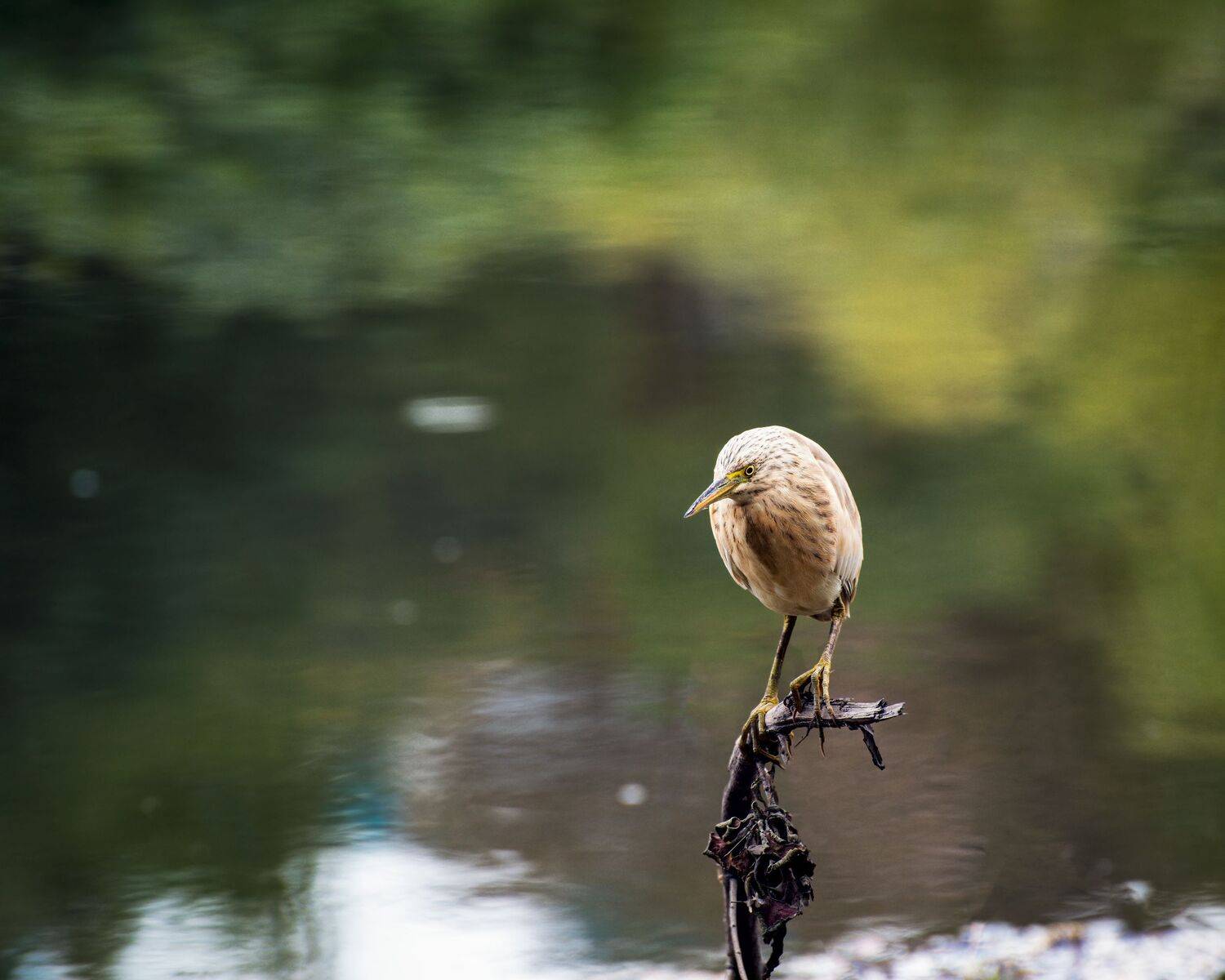 желтая цапля, Алексей Рыльский