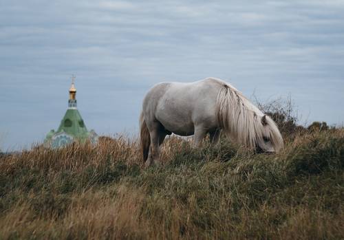 Сказка осеннего пастбища.