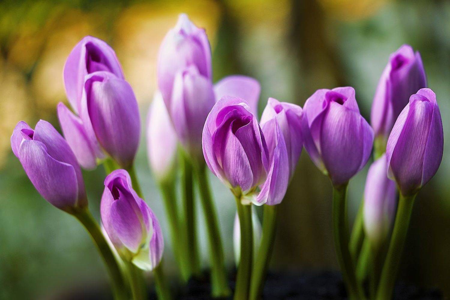 безвременник, осень, цветы, красота, нежность,, Айвар Удрис