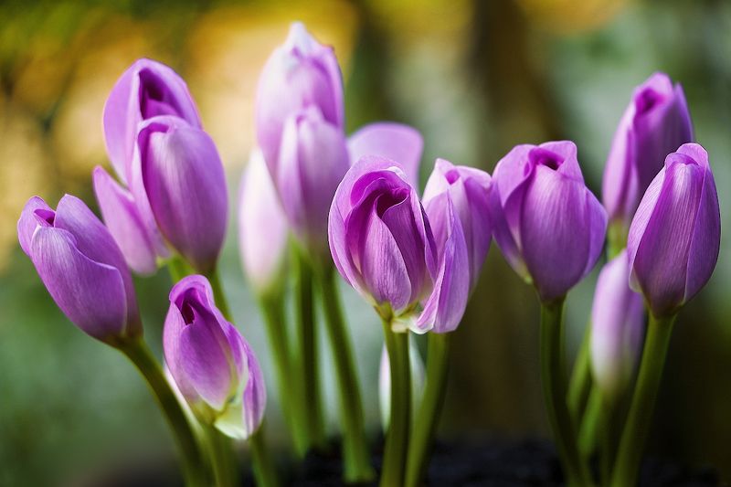 безвременник, осень, цветы, красота, нежность, Колхикум фото превью