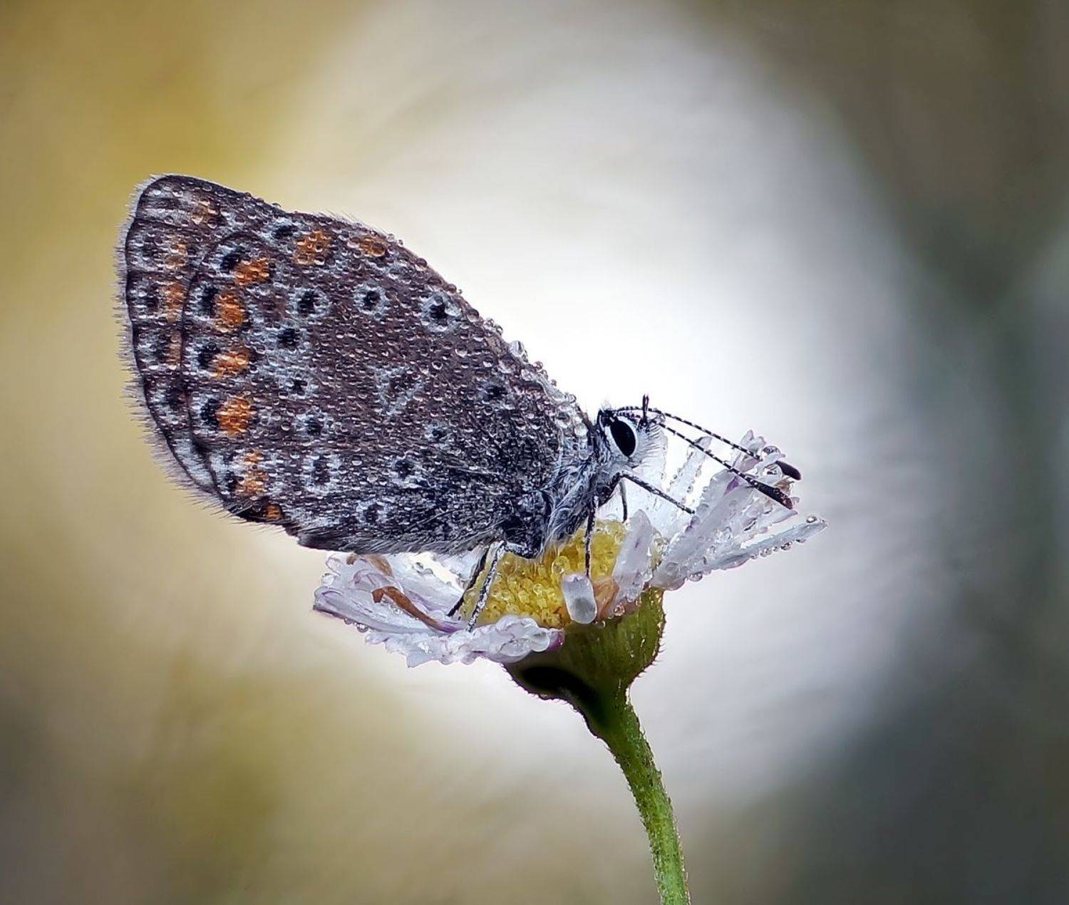 , Чепленко Алексей