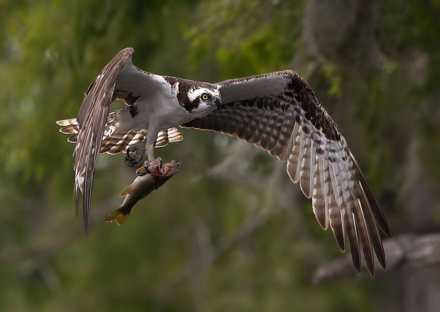 cкопа, osprey, florida, хищные птицы, wildlife, Elizabeth Etkind