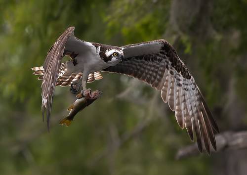 Osprey with Prey -Скопа с добычей