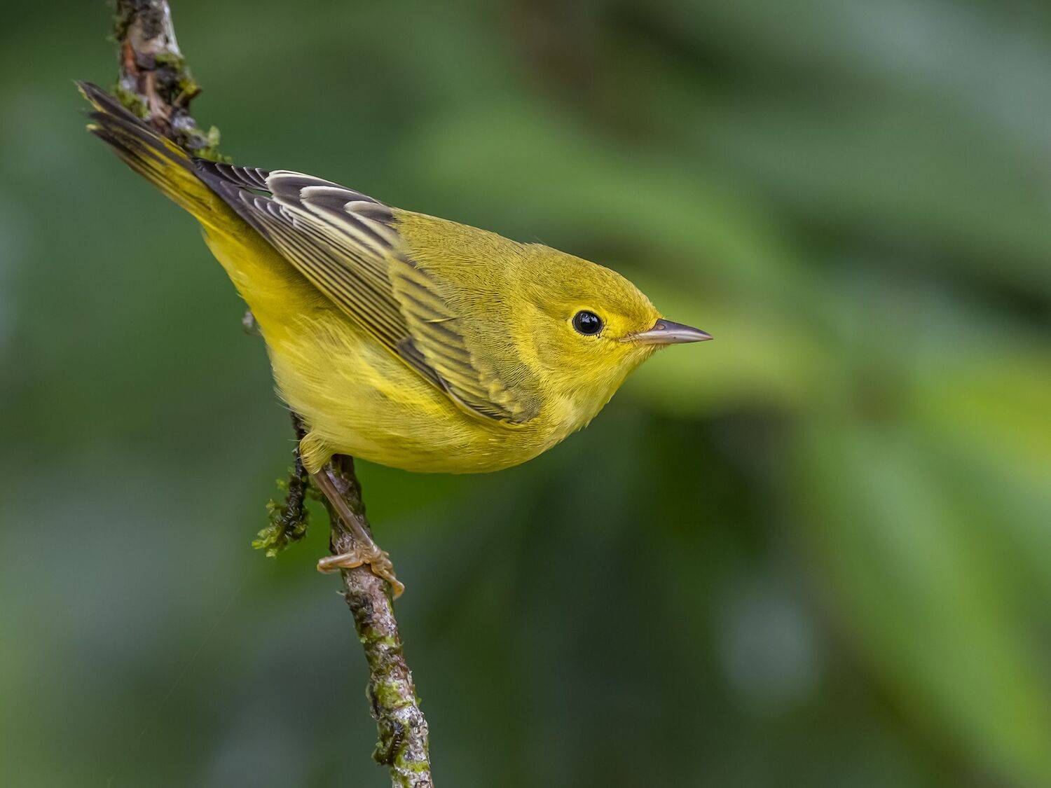 , Fernando Burgalin Sequeira