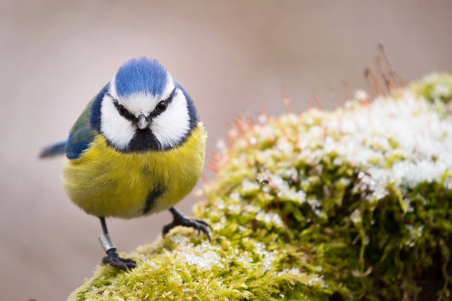 , Robert Adamec