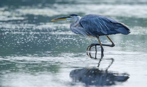 Great blue heron (juvenile) - Большая голубая цапля (подросток)