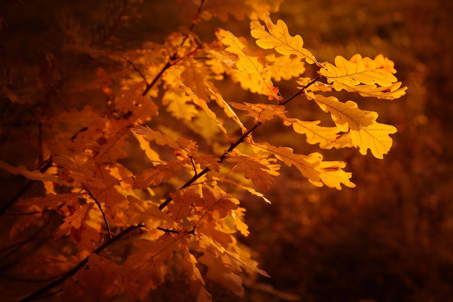 природа низкийключ lowkey nature landscape лес осень forest autumn russia россия canon tree trees foliage листья осеннеенастроение осеннеезолото, Булатов Дмитрий