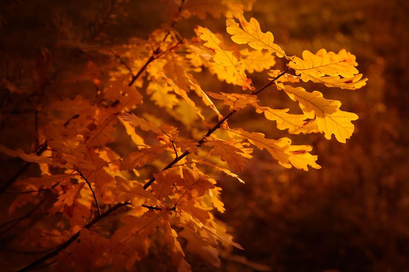 природа низкийключ lowkey nature landscape лес осень forest autumn russia россия canon tree trees foliage листья осеннеенастроение осеннеезолото осенее золото фото превью