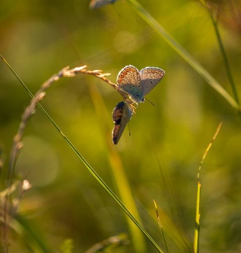 Живые цветы