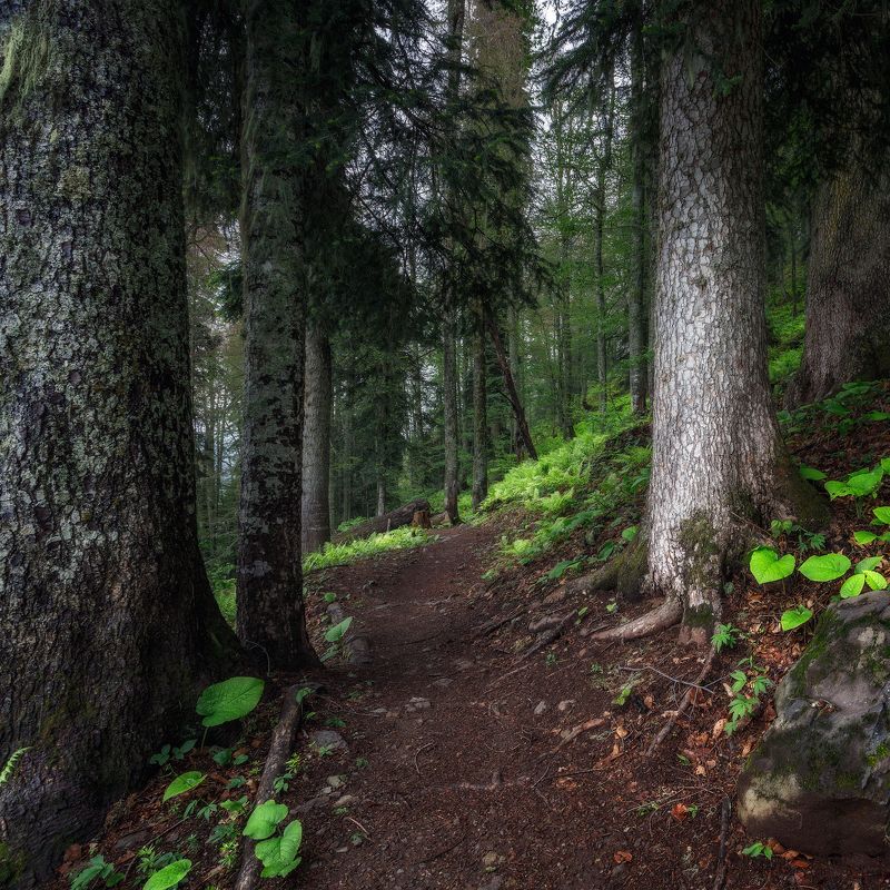 пейзаж Древний лес фото превью