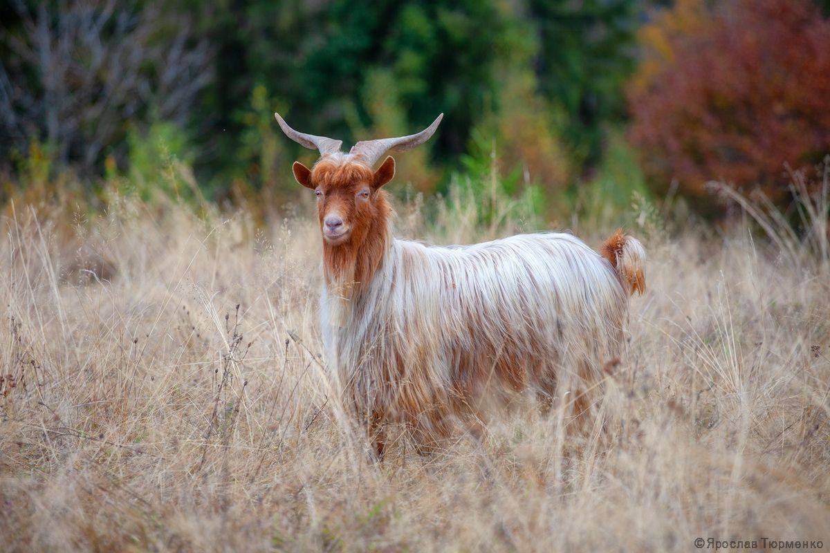 , Ярослав Тюрменко (Jaremi)