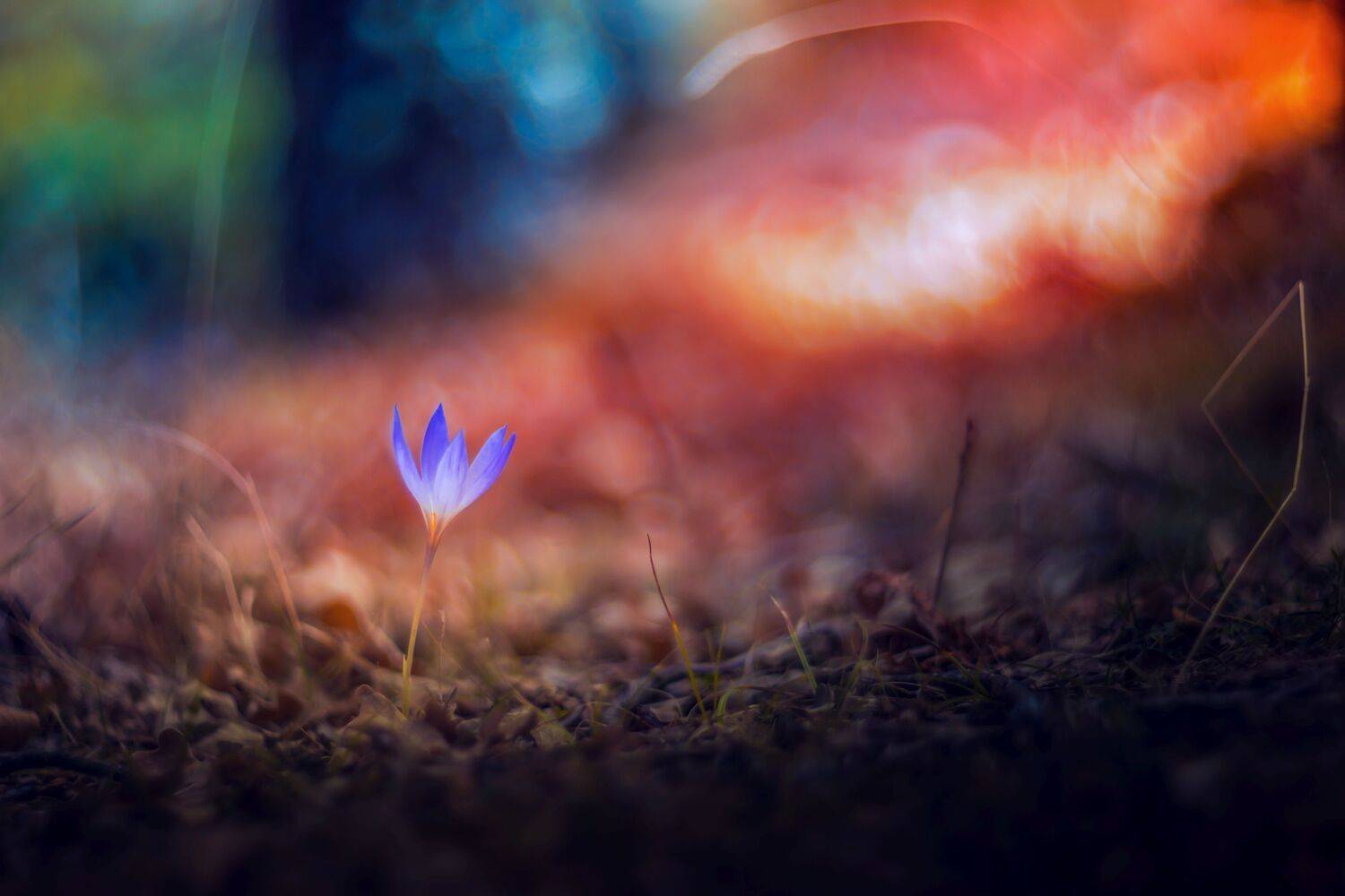 green,bokeh,zenit,helios,85mm,flowers,nature,blue,yellow,orange,light,dark,, Борислав Алексиев
