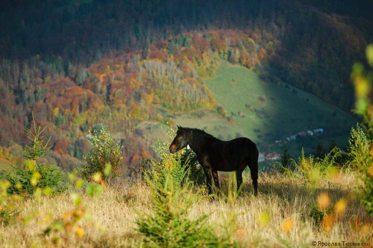 , Ярослав Тюрменко (Jaremi)