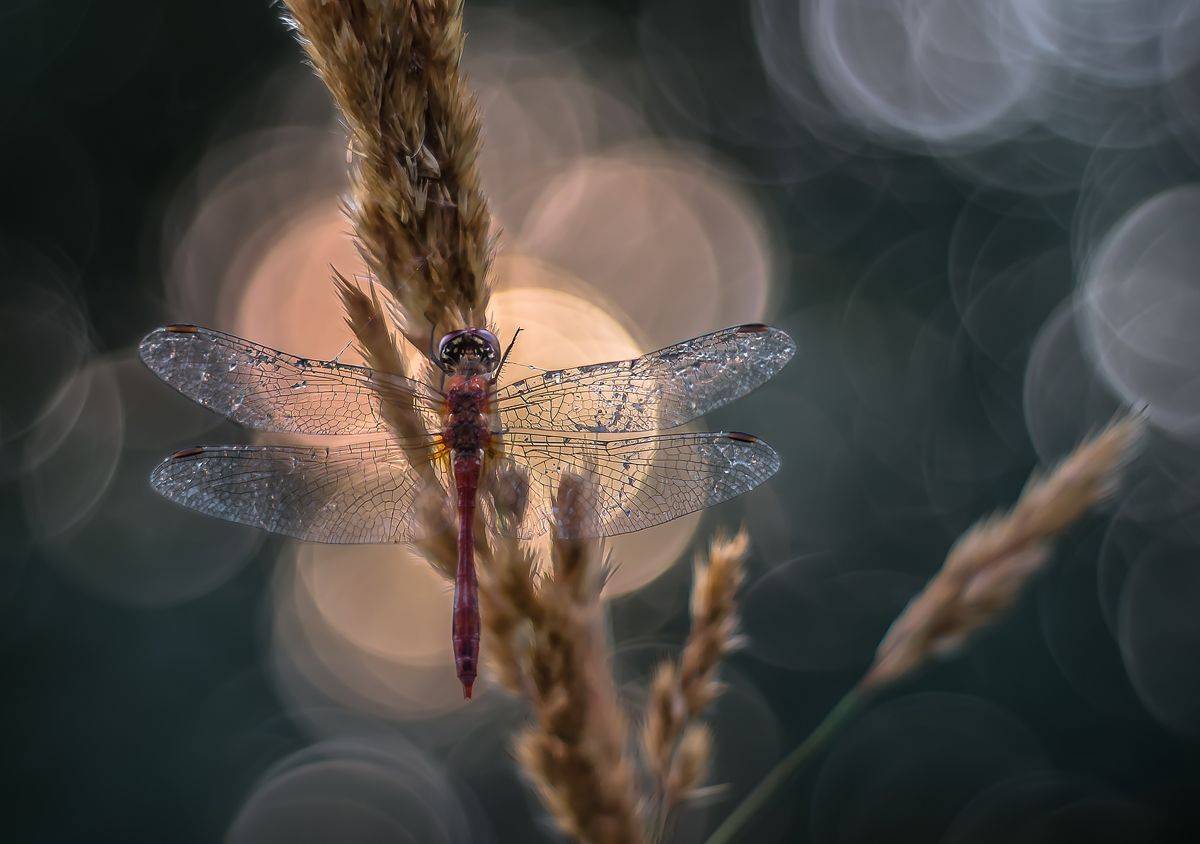 , Чепленко Алексей