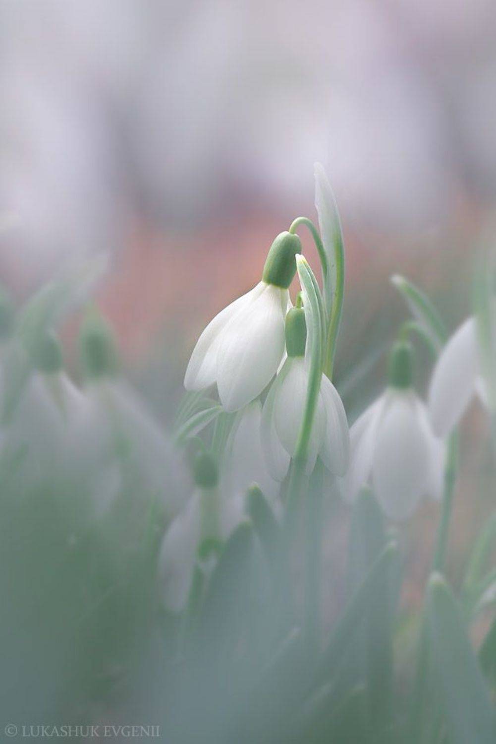 , Евгений Лукашук