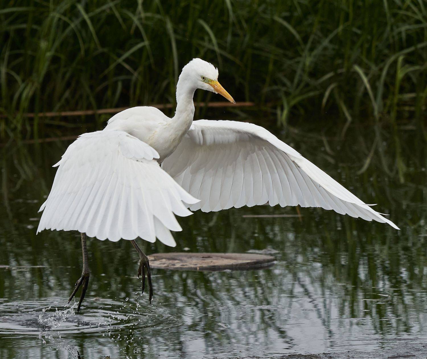 , Victor Krachkovsky