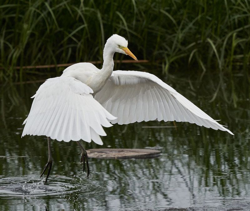 Большая белая цапля (Лен.обл., южный берег Финского залива, август 2021) фото превью