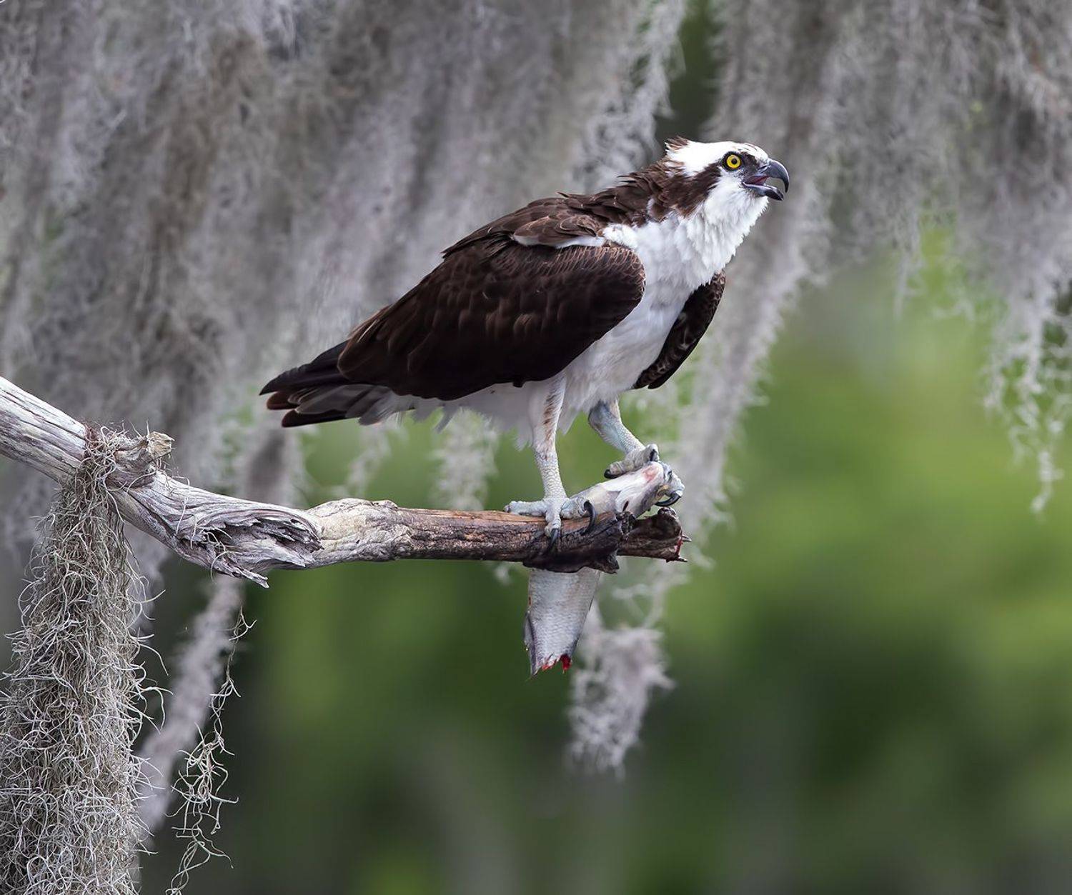 cкопа, osprey, florida, хищные птицы, wildlife, Elizabeth Etkind