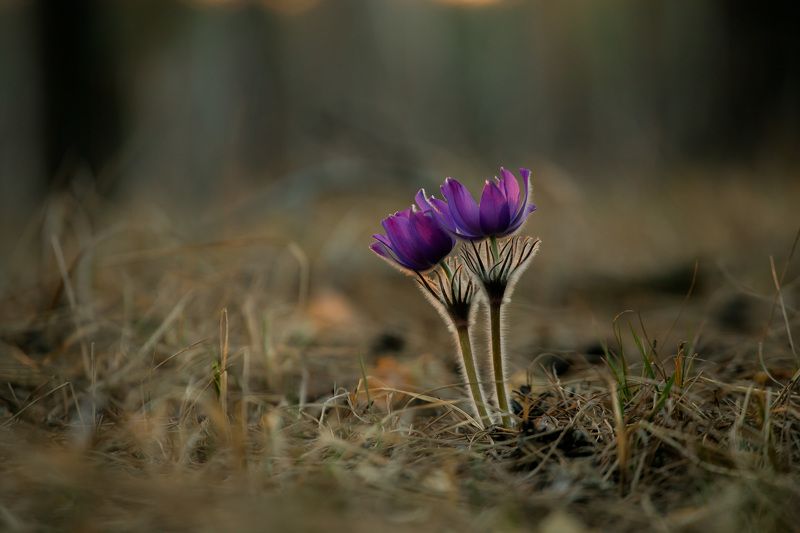 прострел раскрытый, сон-трава, первоцветы, цветы, flowers, primulas, pulsatilla patens Together from фото превью