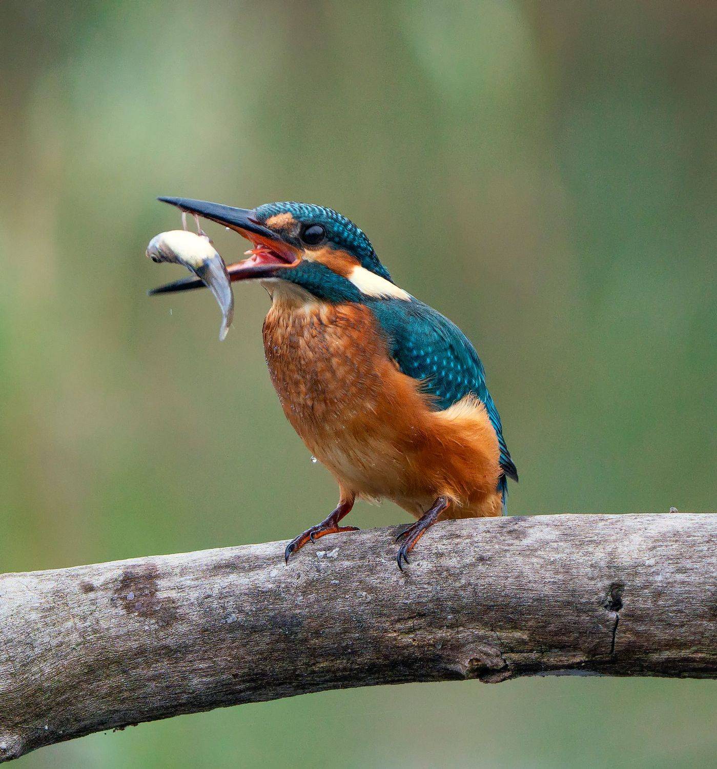 , Тодор Божков