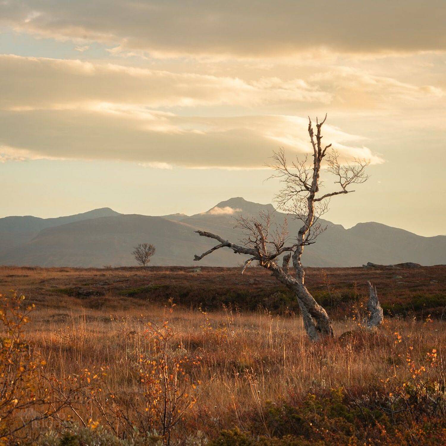 mountains,sylan,autumn,autumnal,norway,norwegian,tree,trees,light,morning, Adrian Szatewicz
