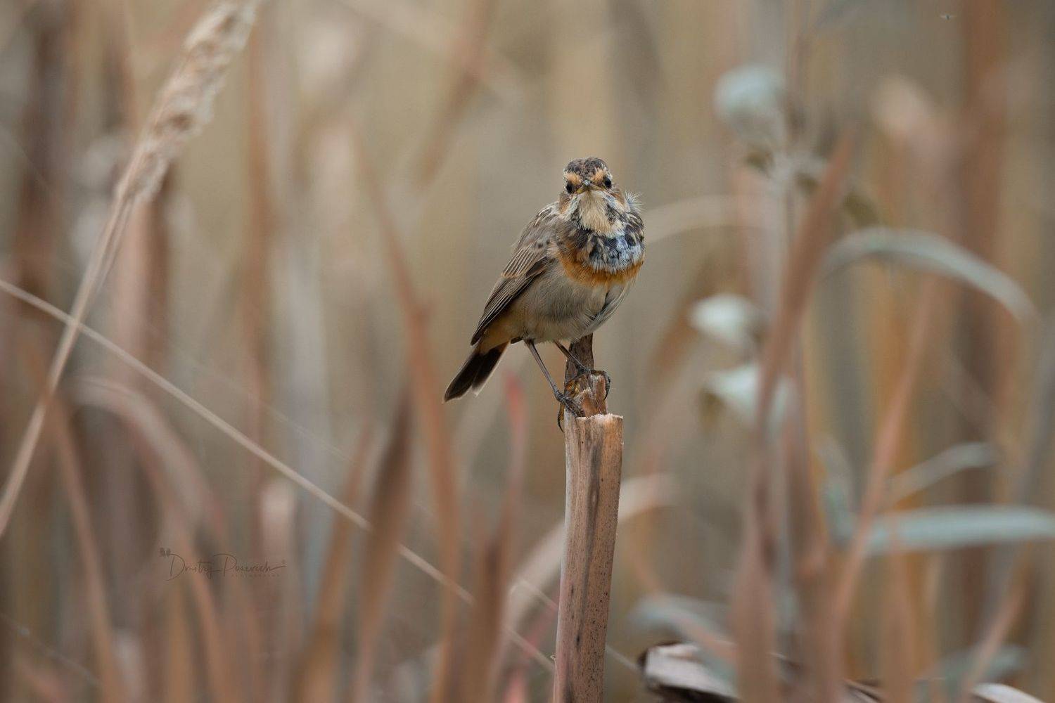 природа, лес, поля, огороды, животные, птицы, макро, Дмитрий Посевич