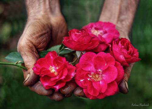 Some fragrance always lingers in the hand that gives roses...