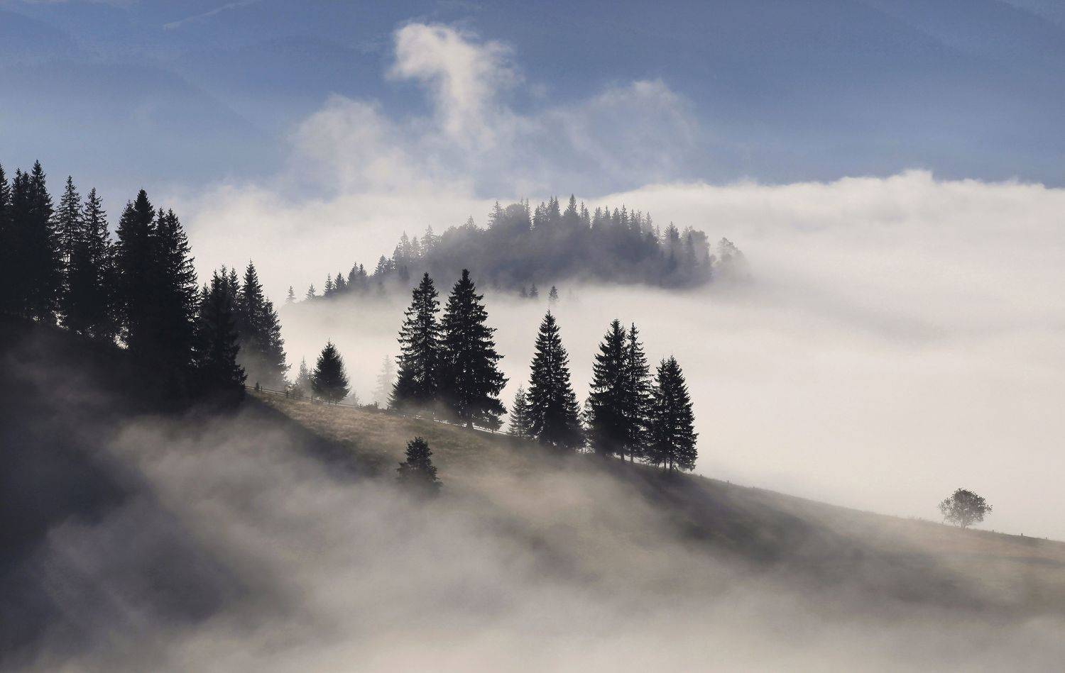 , Милокост Алексей