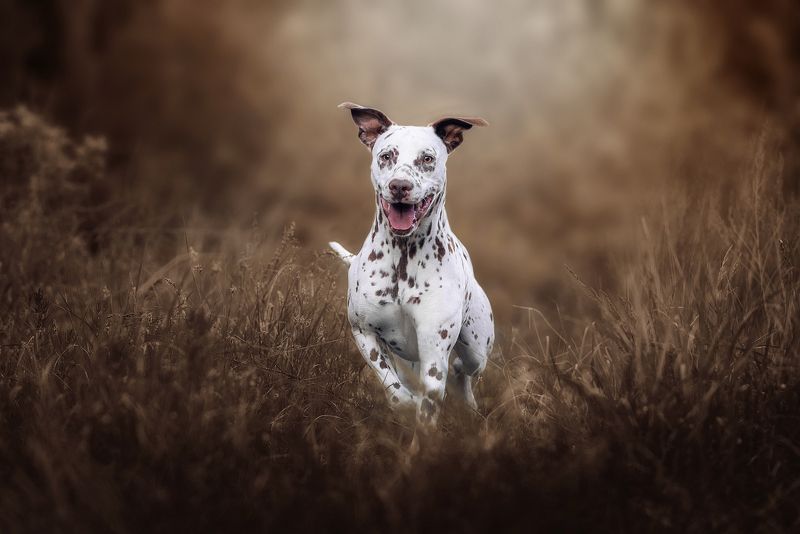 собака, животное, dog, далматин Осенней драйв фото превью