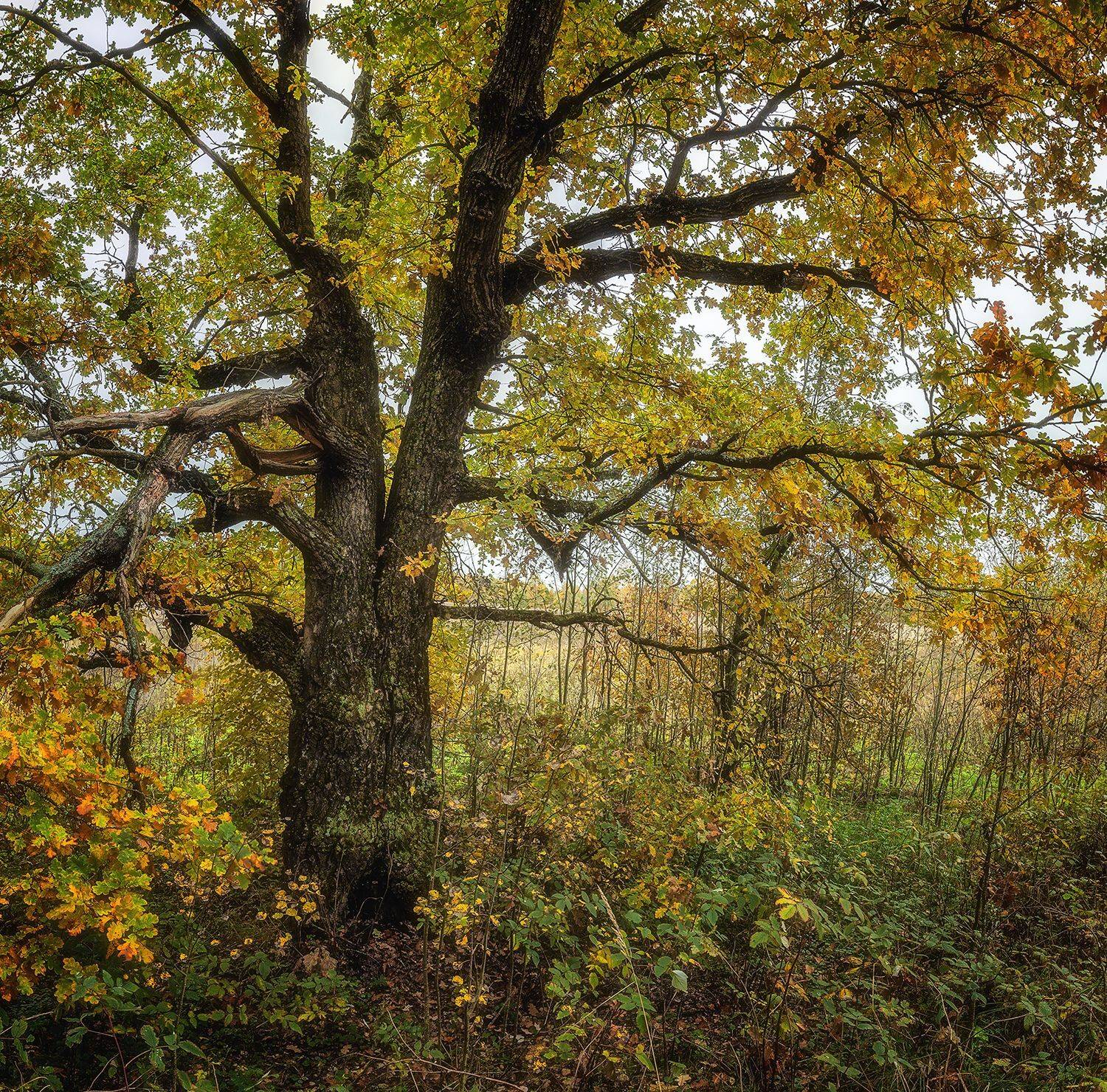 , Николай Андреев