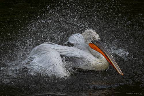 Bathing Fun