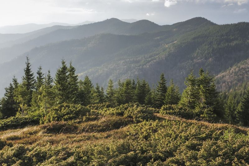 Карпаты, природа, пейзаж, горы, лес, Украина *** фото превью