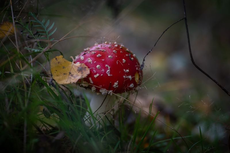 Осенние мухоморы. фото превью
