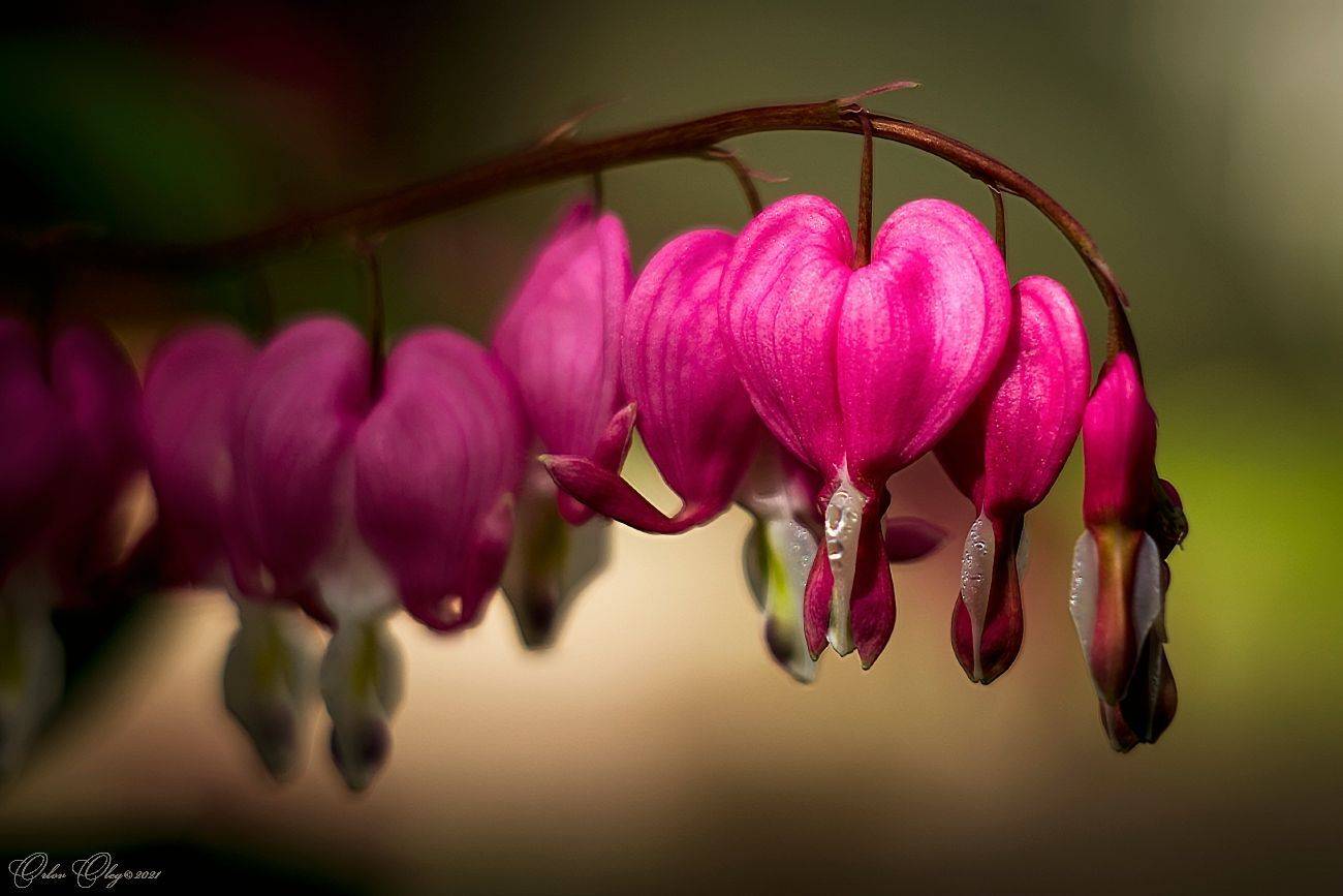 , Орлов Олег