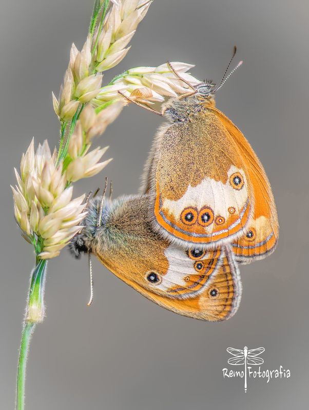 Coenonympha arcania. фото превью