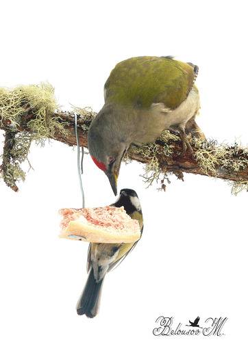 Лесной гость.