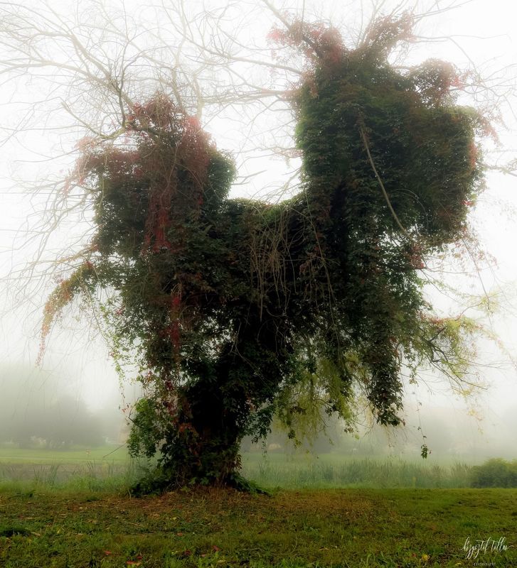 Tree  nature  fog  melancholy  autumn  morning  atmosphere  ivy  landscape  light  mist  nikon  Landscape - Scenery  Autumn melancholy фото превью