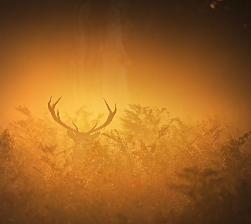 October Morning ... фото превью