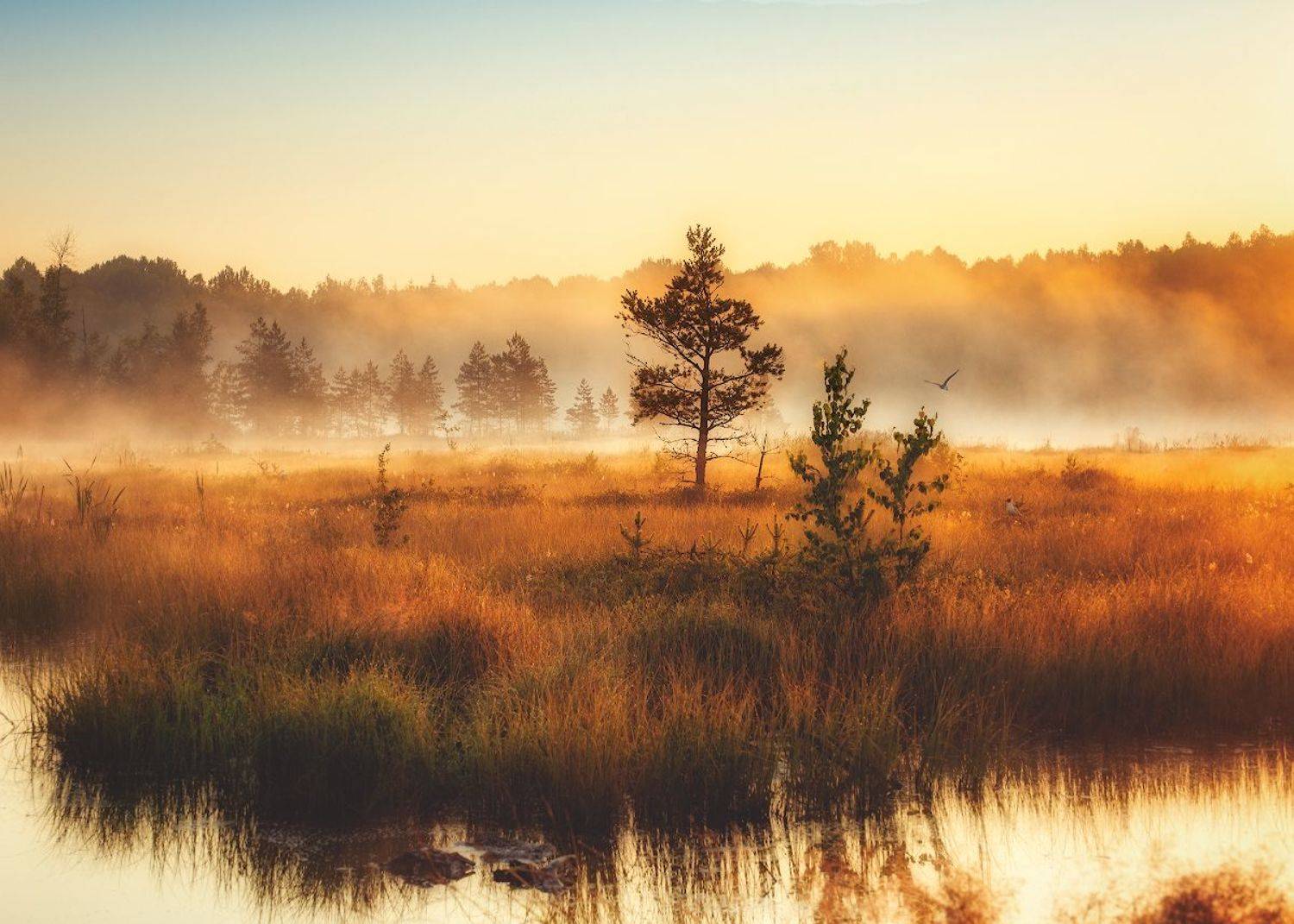 , Александр Овсенёв
