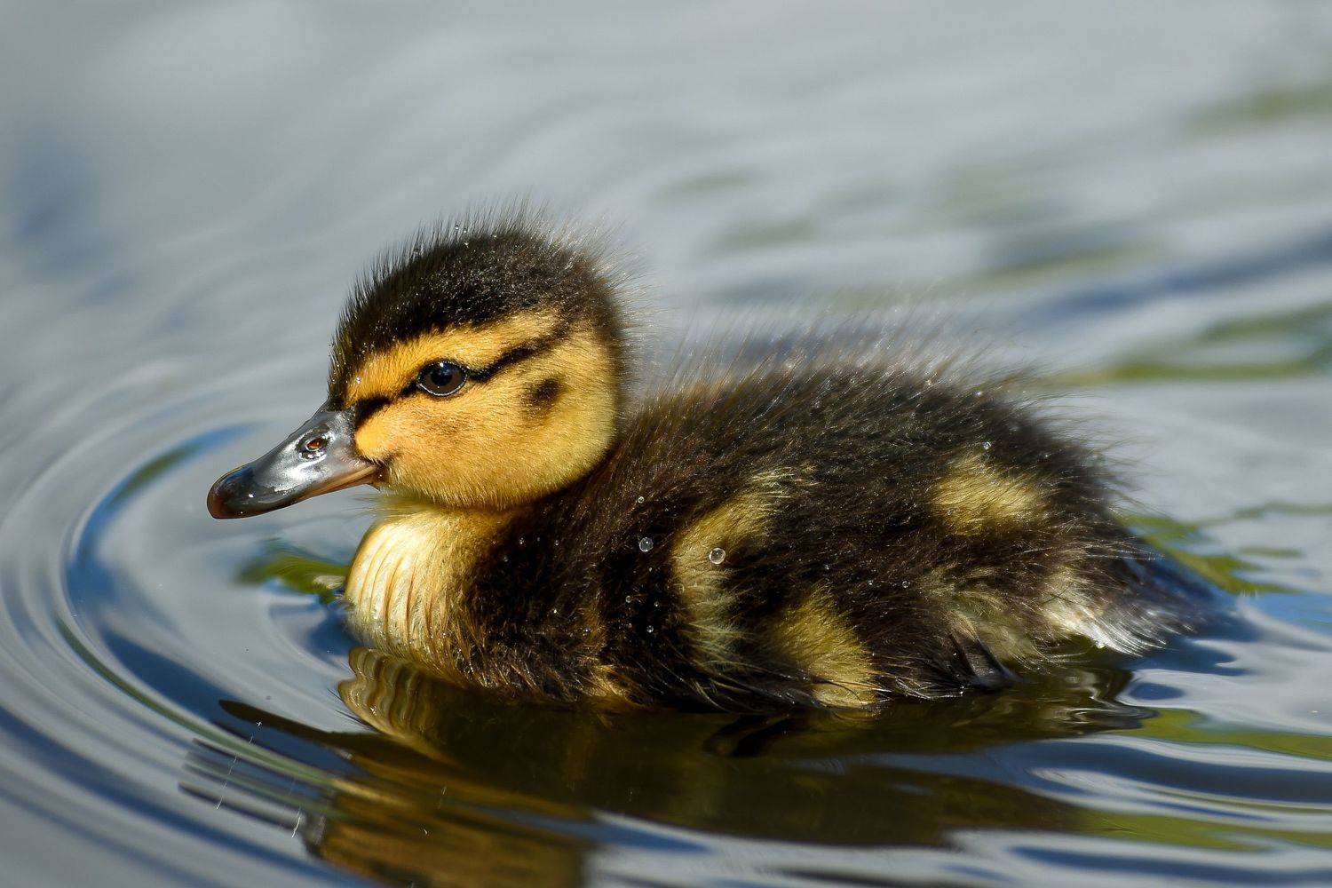 , Юрий Журавлев