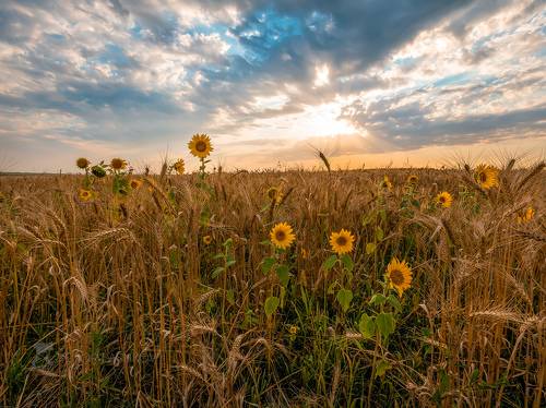 Подсолнух в поле