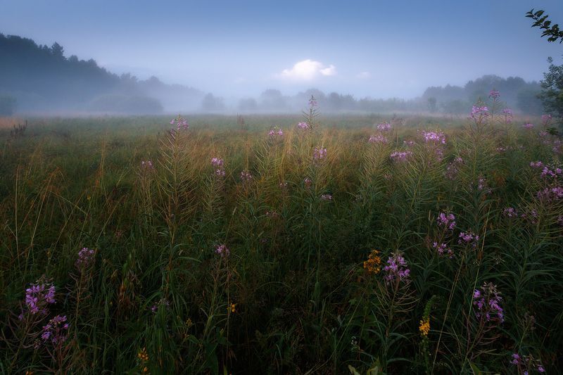 пейзаж В краю Иван-чая фото превью