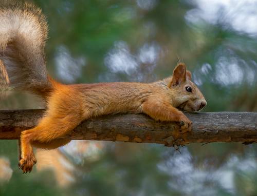 мотоциклистка..