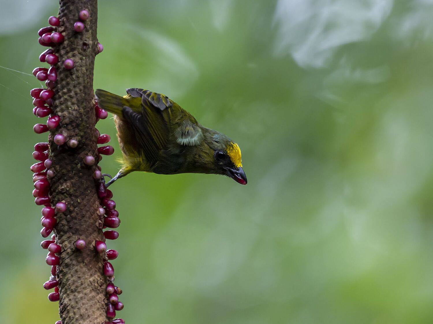, Fernando Burgalin Sequeira