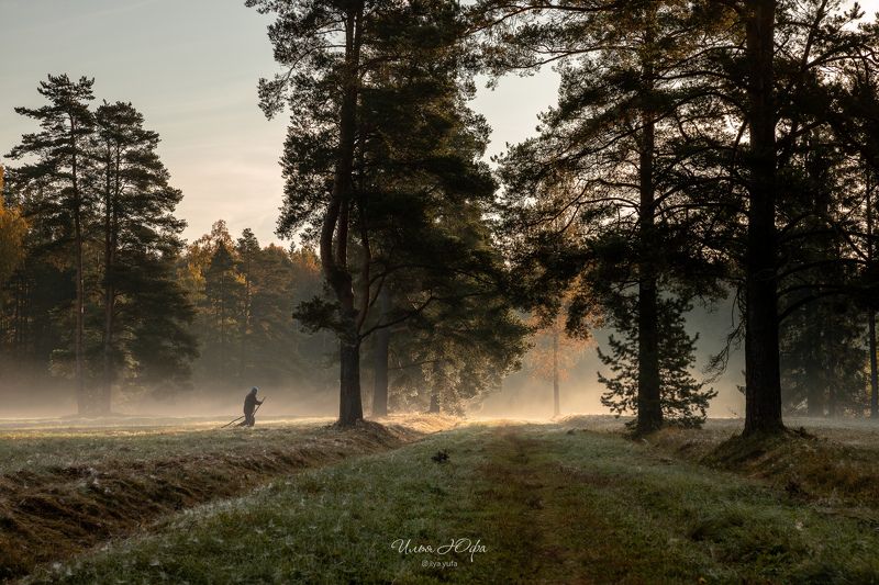 павловск, парк, туман Утро в парке фото превью