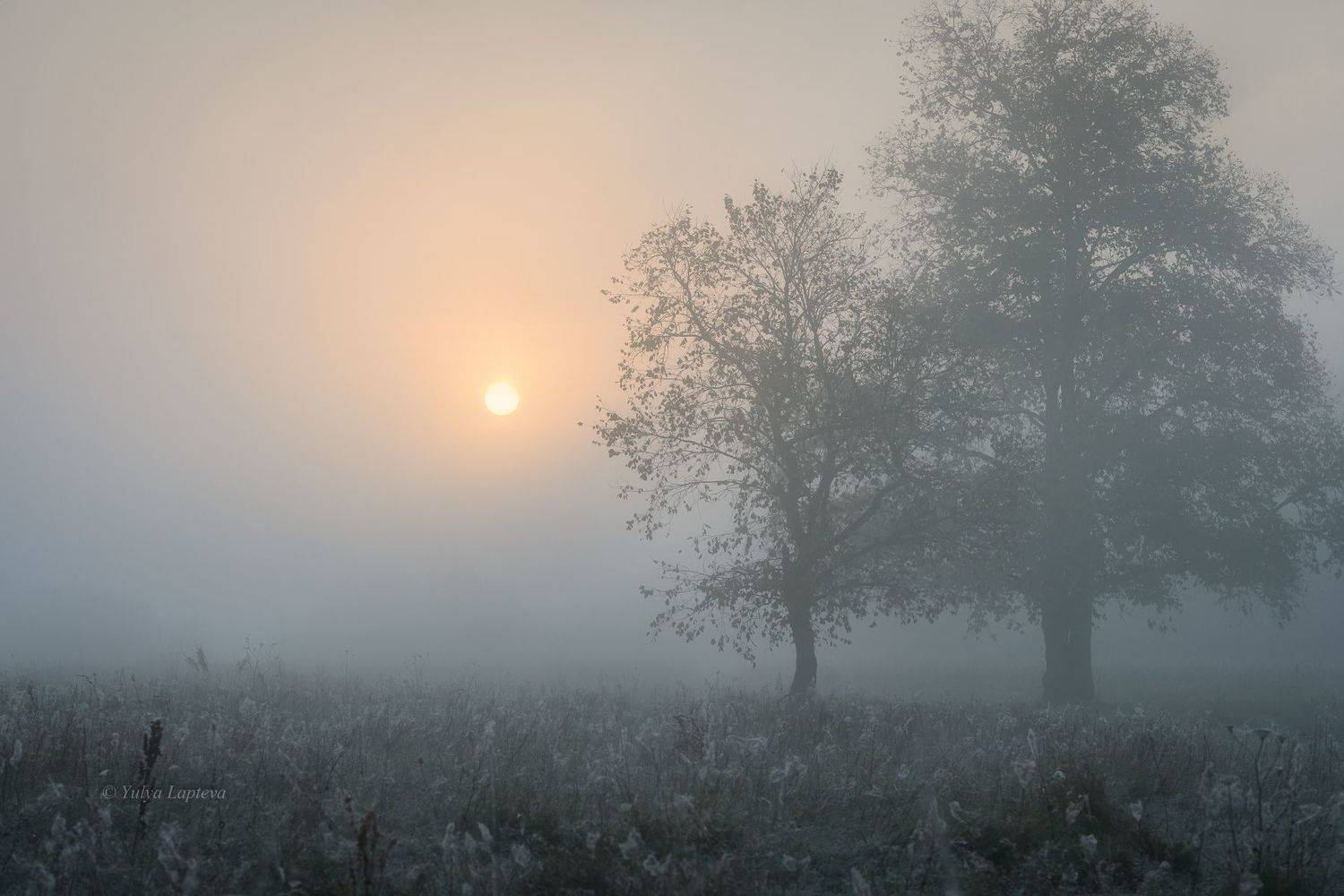 , Юлия Лаптева