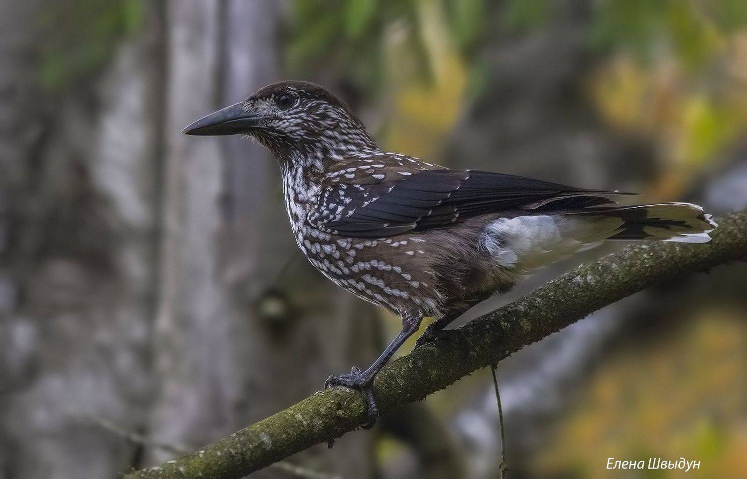 bird of prey, animal, birds, bird,  animal wildlife,  nature,  animals in the wild, bird, birds, spotted nutcracker, кедровка, птицы, птица, Елена Швыдун